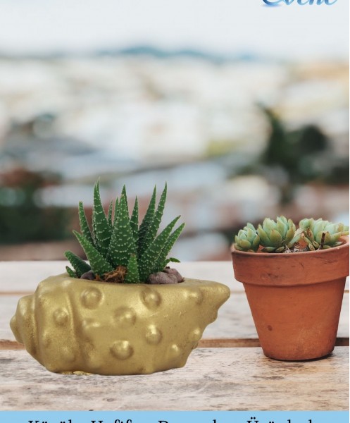 Mini Çiçek Saksı Küçük Sukulent Altın Kaktüs Saksısı Deniz Kabuğu Model